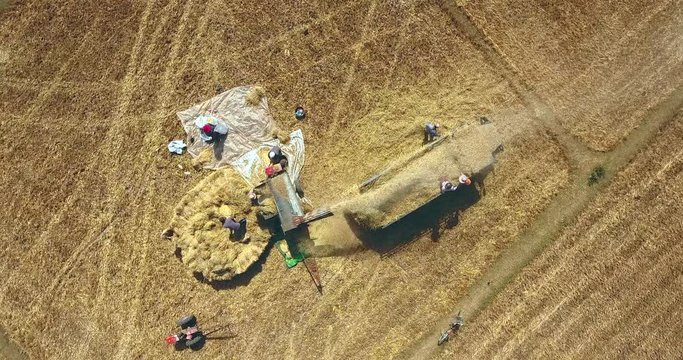 Overhead drone shot of farmers threshing rice with machine directly in the truck