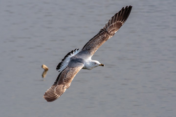 Gabbiano in volo