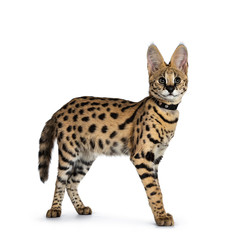 Cute 6 months young Serval cat kitten standing, walking side ways, wearing black collar. Looking at lens with sweet curious eyes. Tail hanging down. Isolated on white background. - Image  © Nynke