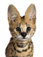 Head shot of cute 4 months young Serval cat kitten sitting straight up, wearing shiny collar. Looking at lens with sweet eyes. Isolated on white background.