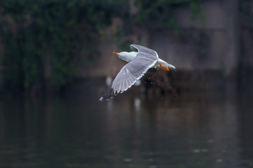 Gabbiano in volo
