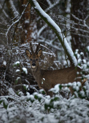 Roe deer standing in the snow