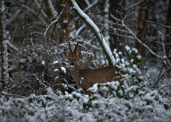 Roe deer standing in the snow