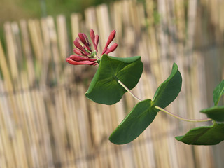 Le Chèvrefeuille vert - Lonicera sempervirens - un arbuste d'ornement toujours vert appelé...