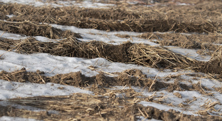 Earth and snow. Dry grass. Earth background. Grunge earth. 