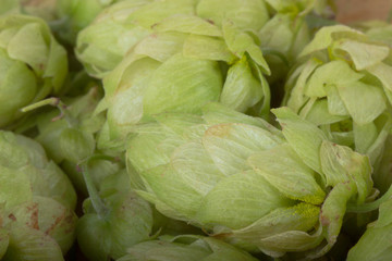 fresh green hops on wooden background