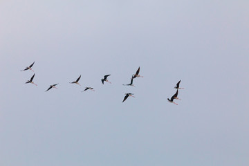CAvalieri in volo