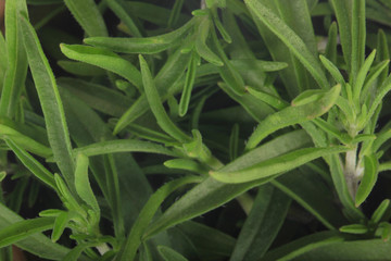 fresh green savory leaves background