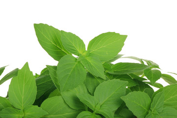 heap of basil leaves isolated on white background