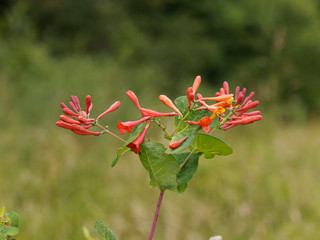 Le Chèvrefeuille vert - Lonicera sempervirens - un arbuste d'ornement toujours vert appelé chèvrefeuille de Virginie aux fleurs rouge à intérieur jaune et aux feuilles ovales alternées 