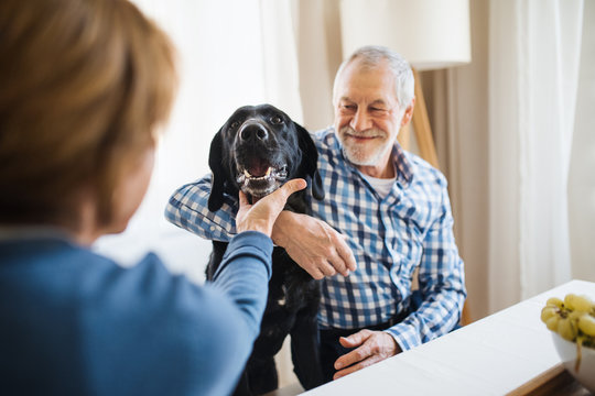 A Senior Couple Sitting At The Table At Home, Playing With A Pet Dog.