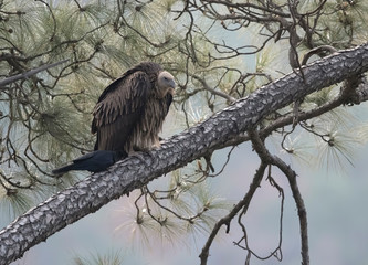 Griffon vulture resting in forest
