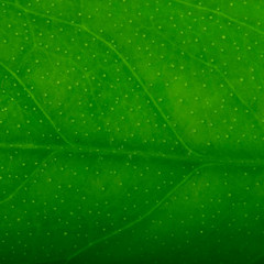 Fototapeta na wymiar fresh green leaf of lemon background