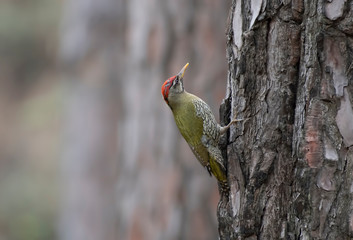 Scaly bellied woodpecker