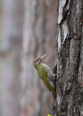 Scaly bellied woodpecker