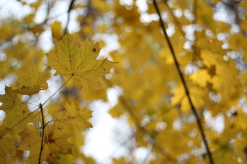 autumn leaves