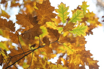 Oak in autumn