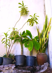 Container gardens with old wall at home