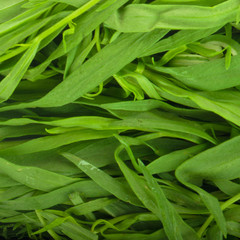 Fototapeta premium fresh green estragon background