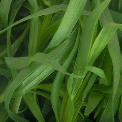  fresh green estragon background