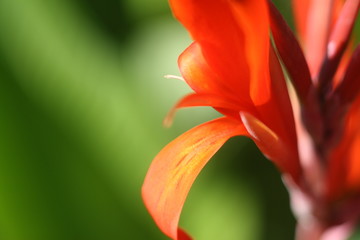 Obraz premium a macro photo of a red flower