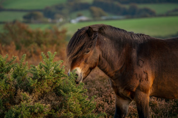A wild Exmoor Pony, seen on Porlock Hill in Somerset, England, UK