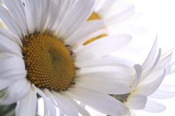 Obraz premium many chamomiles