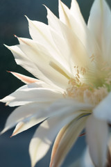 delicate pastel cactus flower