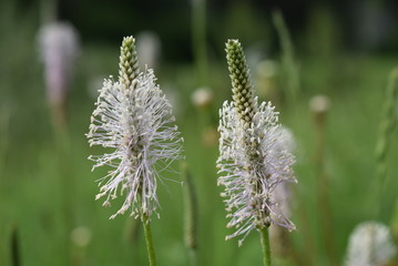 flower in the grass