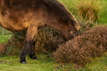 A wild Exmoor Pony, seen on Porlock Hill in Somerset, England, UK