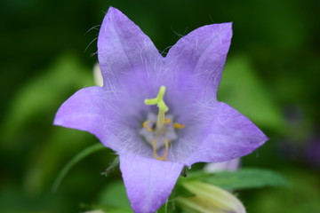 purple iris flower