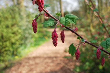 Ribes sanguineum branch with flower’s rose buds. Stringtime. 