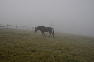 Fototapeta premium Black horse in fog, grazing on green field