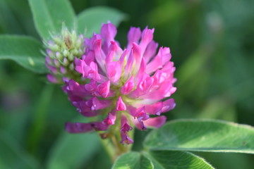 the flower of the pink clover