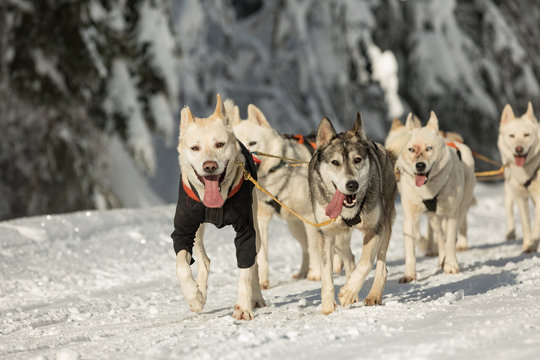 A team of four husky sled dogs running on a snowy wilderness road. Sledding with husky dogs in winter czech countryside. Group of hounds of dogs in a team in winter landscape.