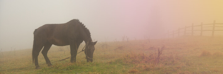 Black horse in fog, grazing on green field