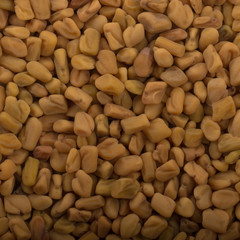 fresh yellow fenugreek background