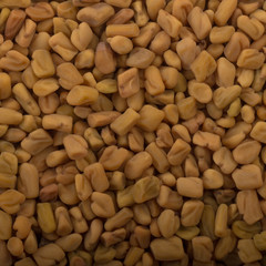 fresh yellow fenugreek background