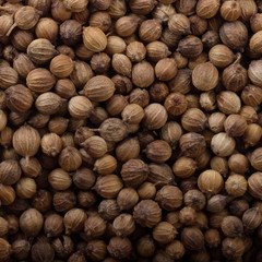 seeds of coriander background