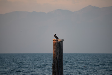 Great Bird Cormorant or Common Cormorant (Phalacrocorax carbo) sitting on a water pole. Water bird on a background of water of the lake and blue sky.