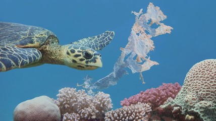 Beautiful sea hawksbill turtle swiming above colorful tropical coral reef  polluted with plastic...