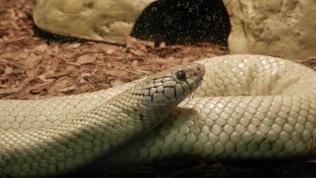 California King Snake Behind Glass