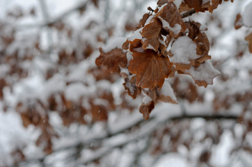 snow-covered dried leaves on a tree oak
