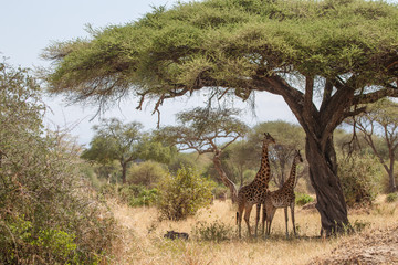 Tarangire