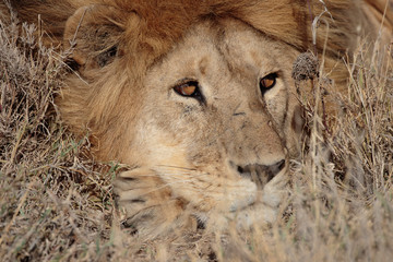 Fototapeta premium Serengeti