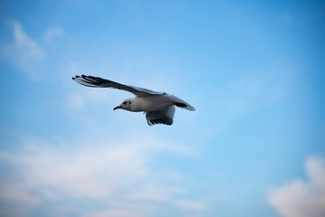 Seagull in flight against a blue sky with white clouds. Water bird flying on the sky of a lake.