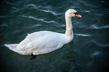 White swan with reflection on the water.Mute swan, Cygnus on Lake Garda in the autumn