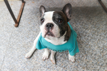 French bulldog, French bulldog in green T-shirt