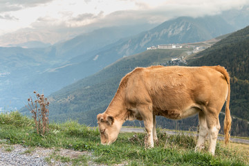 cow grazing in the pasture near the Pla D Adet ski resort