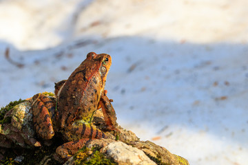 Rana temporaria